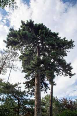 一顿松树有多少（松树一吨等于多少立方米）-图2